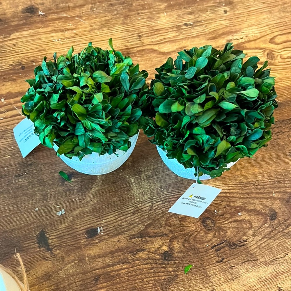 2 new potted plants bundle includes both)